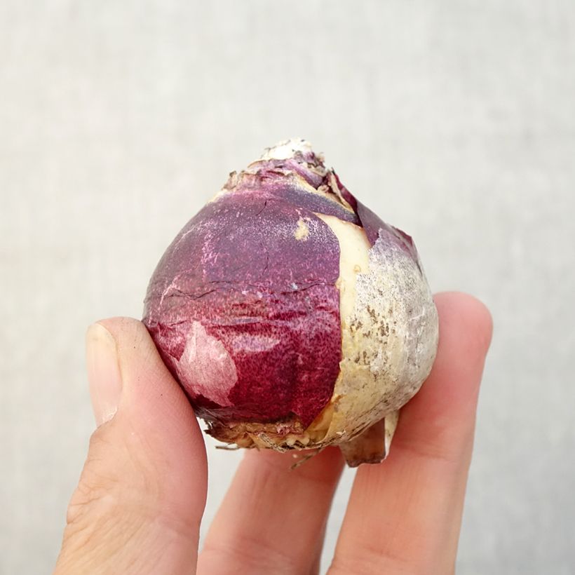 Esimerkki syksyllä toimitetusta Hyasintti China Pink Bulbe size 18+-taimesta