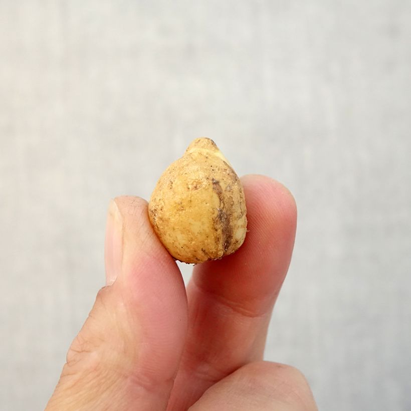 Esimerkki syksyllä toimitetusta Englanninsinililja - Hyacinthoides non-scripta Bulbe size 7+-taimesta