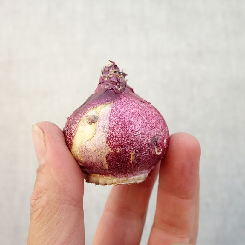 Esimerkki syksyllä toimitetusta Hyasintti Hollyhock Bulbe size 15+-taimesta