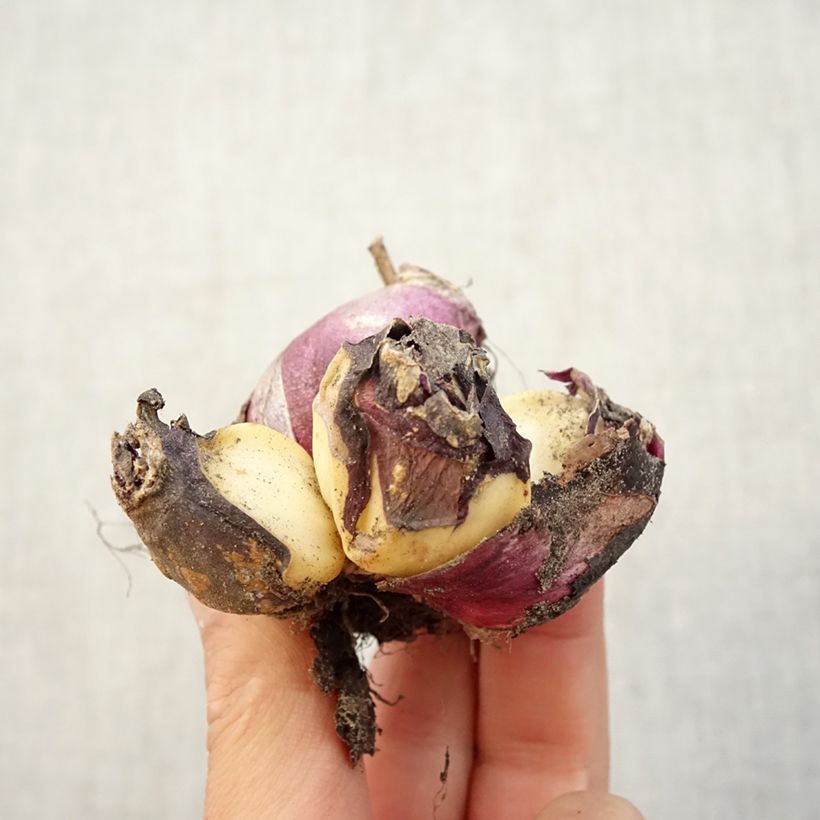 Esimerkki syksyllä toimitetusta Hyasintti Multiflora White Bulbe size I-taimesta