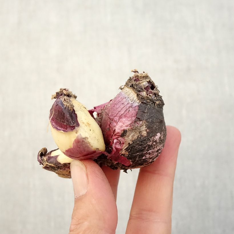 Esimerkki syksyllä toimitetusta Hyasintti Multiflora Pink Bulbe size I-taimesta
