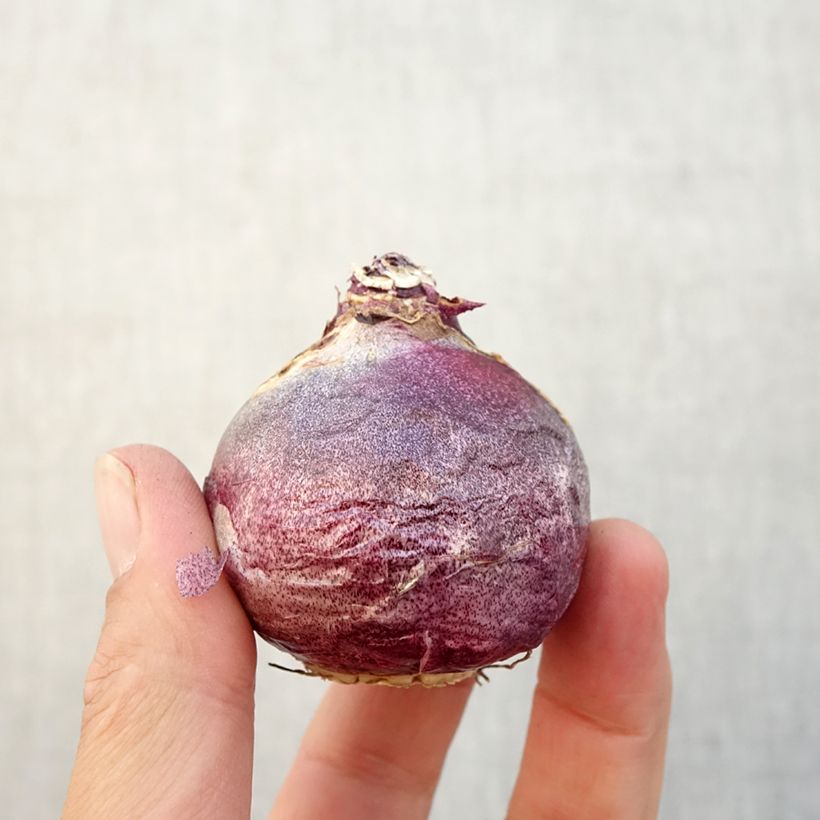 Esimerkki syksyllä toimitetusta Hyasintti Rembrandt Bulbe size 18/19-taimesta