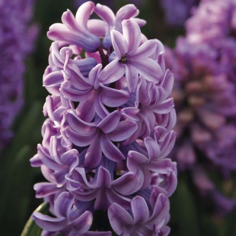 Hyasintti Splendid Cornélia (Kukinta)