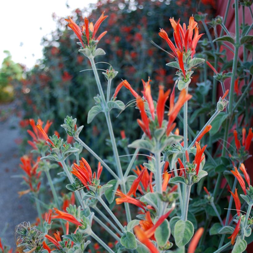 Dicliptera squarrosa (Kukinta)