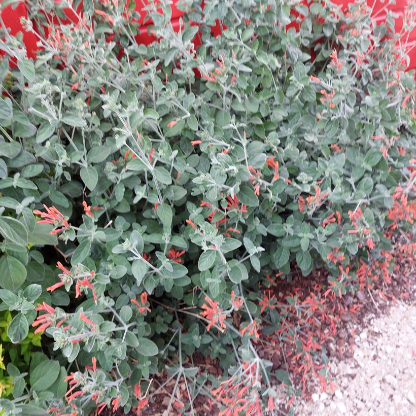 Dicliptera squarrosa (Kasvutapa)