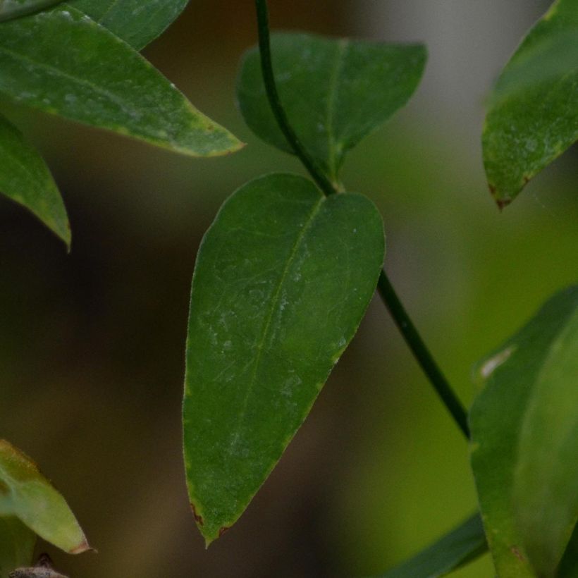 Jasmiini - Jasminum beesianum (Lehvistö)
