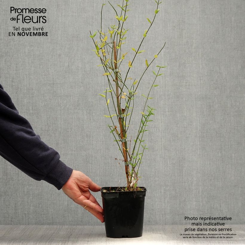 Esimerkki syksyllä toimitetusta Jasmiini - Jasminum beesianum 2 litran/3 litran ruukku-taimesta