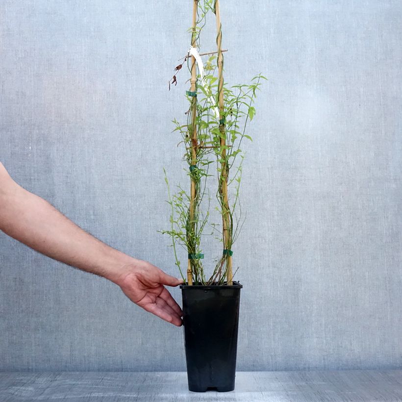 Esimerkki kesällä toimitetusta Jasmiini - Jasminum beesianum Ruukku 2L / 3L-taimesta