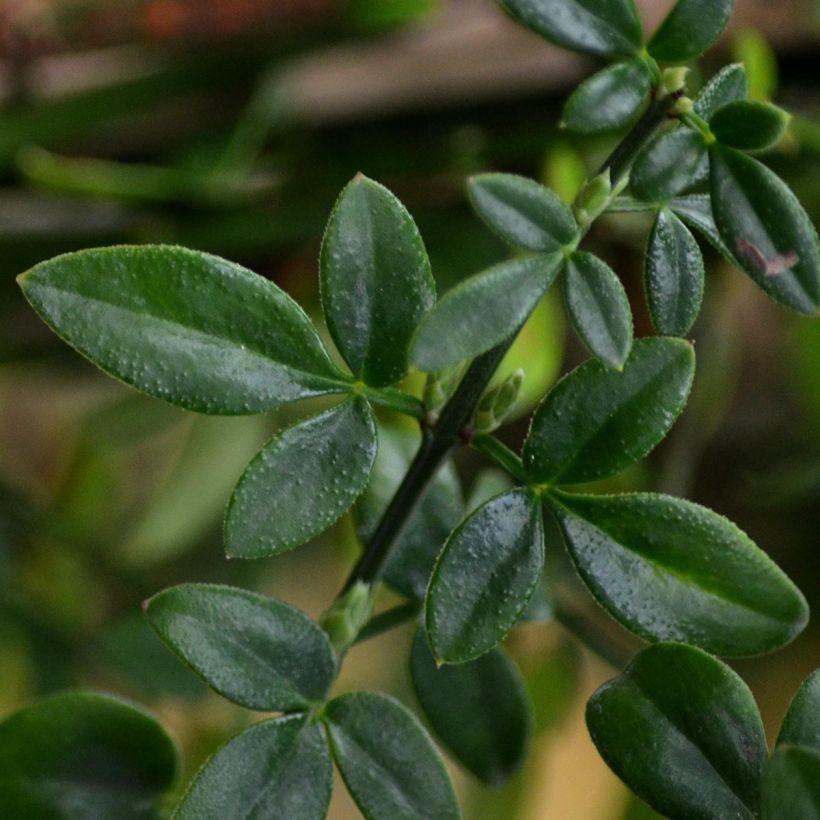 Talvijasmiini - Jasminum nudiflorum (Lehvistö)