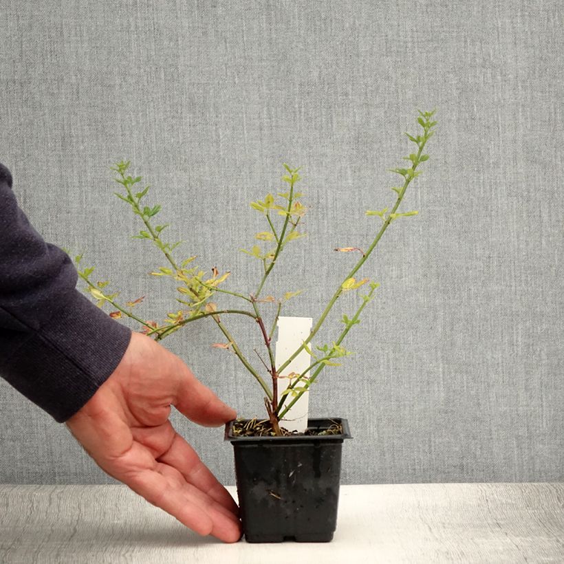 Esimerkki kesällä toimitetusta Talvijasmiini - Jasminum nudiflorum Godet de 8/9 cm-taimesta
