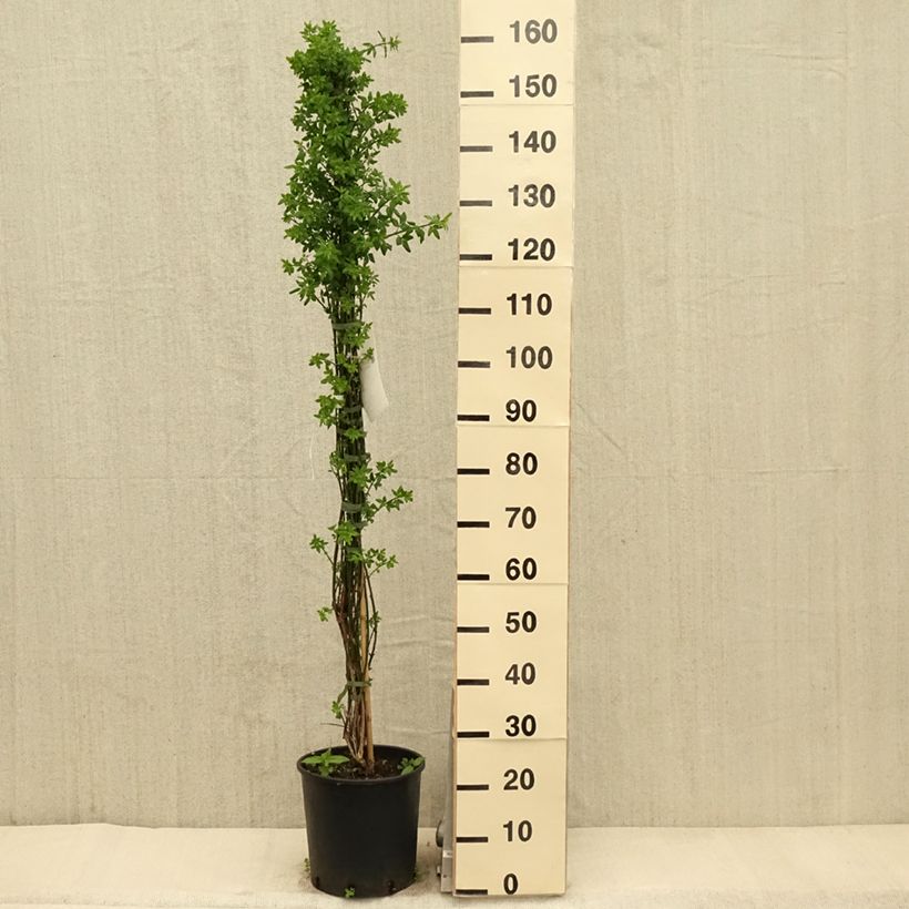 Esimerkki keväällä toimitetusta Talvijasmiini - Jasminum nudiflorum Pot de 7,5L/10L-taimesta