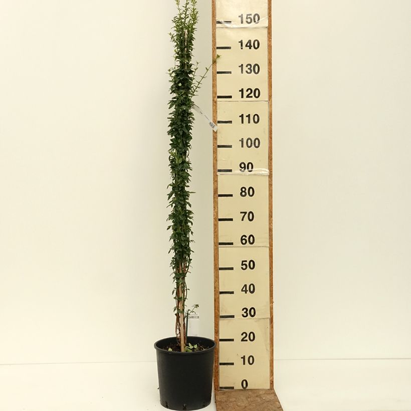 Esimerkki kesällä toimitetusta Talvijasmiini - Jasminum nudiflorum 2 litran/3 litran ruukku-taimesta