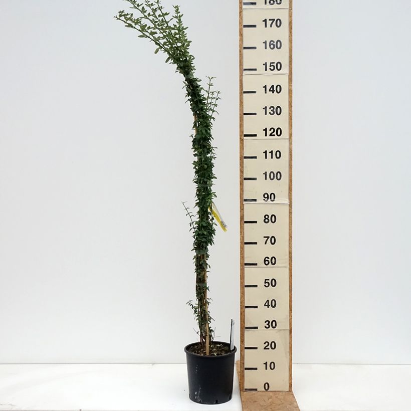 Esimerkki syksyllä toimitetusta Talvijasmiini - Jasminum nudiflorum 7,5 litran / 10 litran ruukku-taimesta