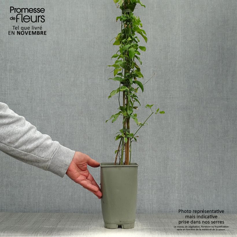 Esimerkki syksyllä toimitetusta Madeiranjasmiini - Jasminum azoricum 2 litran/3 litran ruukku-taimesta