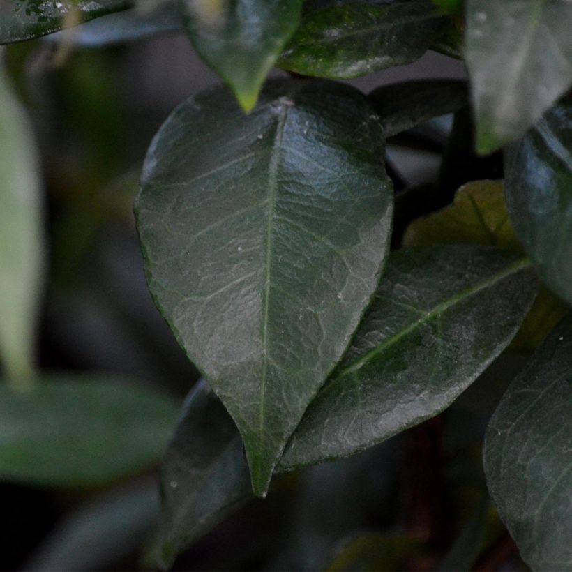 Tähtijasmiini - Trachelospermum jasminoides (Foliage)
