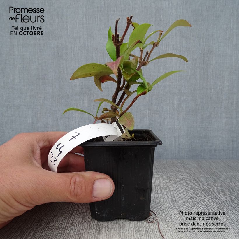 Esimerkki syksyllä toimitetusta Tähtijasmiini - Trachelospermum jasminoides 8/9 cm taimiruukku-taimesta