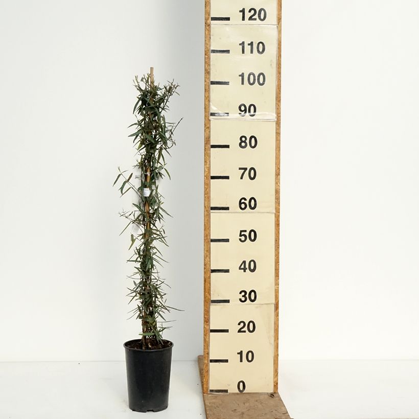 Esimerkki keväällä toimitetusta Tähtijasmiini Waterwheel Pot de 3L/4L-taimesta