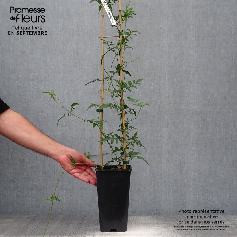 Esimerkki syksyllä toimitetusta Kiinanjasmiini - Jasminum polyanthum 2 litran/3 litran ruukku-taimesta