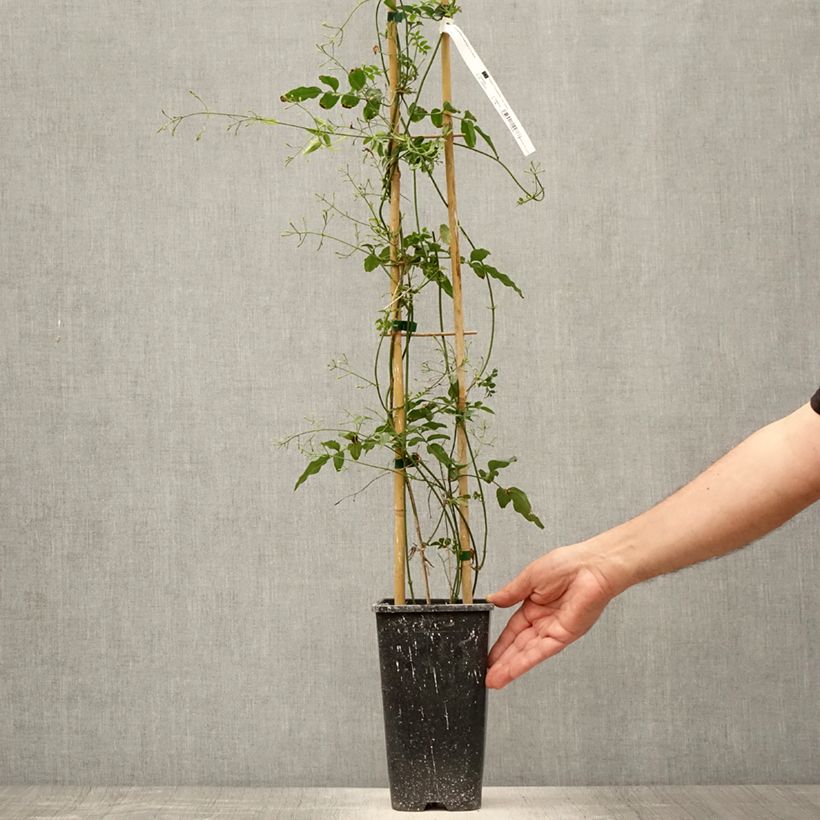 Esimerkki kesällä toimitetusta Kiinanjasmiini - Jasminum polyanthum Ruukku 2L / 3L-taimesta