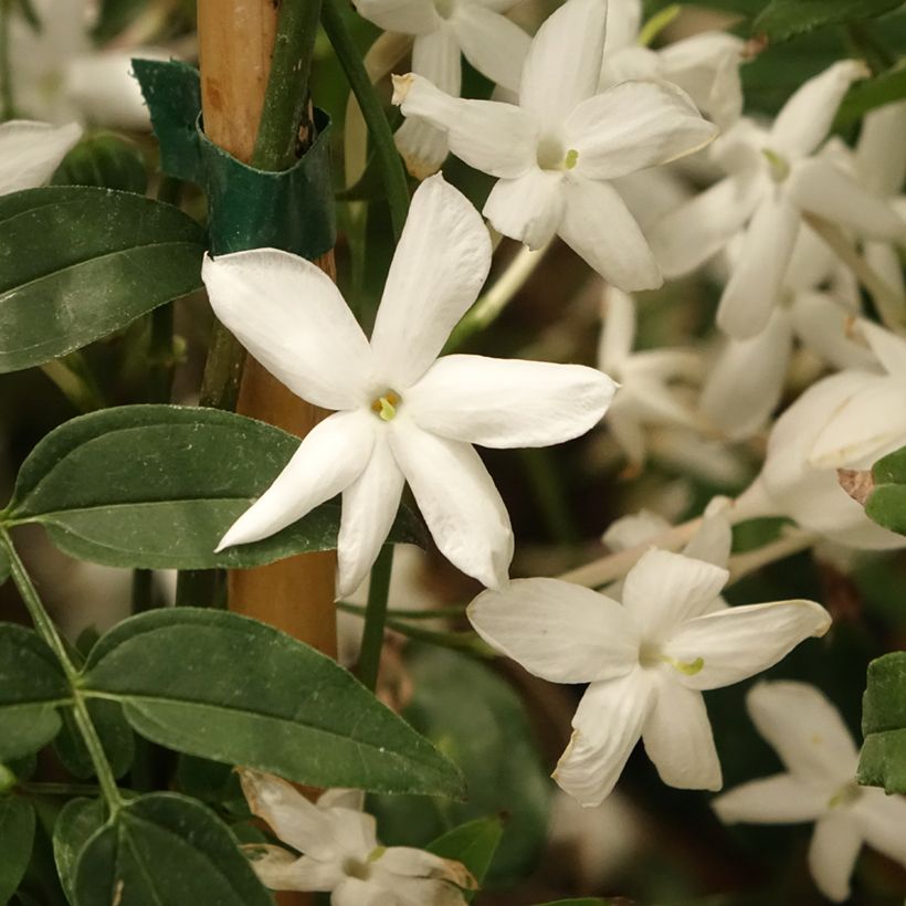 Kiinanjasmiini - Jasminum polyanthum (Kukinta)