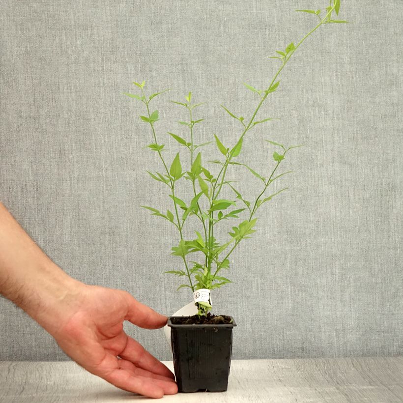 Esimerkki kesällä toimitetusta Jasmiini - Jasminum x stephanense Taimiruukku 8/9 cm-taimesta