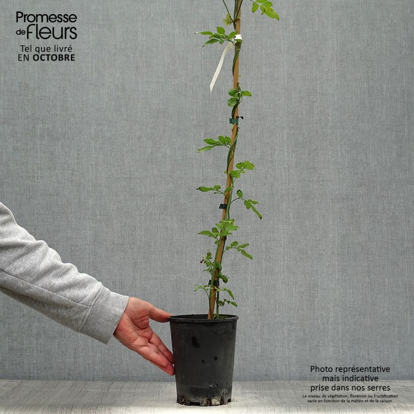 Esimerkki syksyllä toimitetusta Jasmiini - Jasminum officinale 2 litran/3 litran ruukku-taimesta