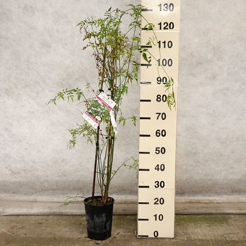 Esimerkki syksyllä toimitetusta Jasmiini - Jasminum officinale 4 litran/5 litran ruukku-taimesta