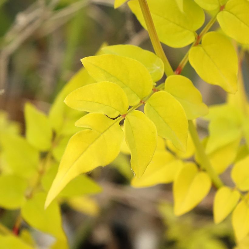 Jasmiini Aureum (Lehvistö)