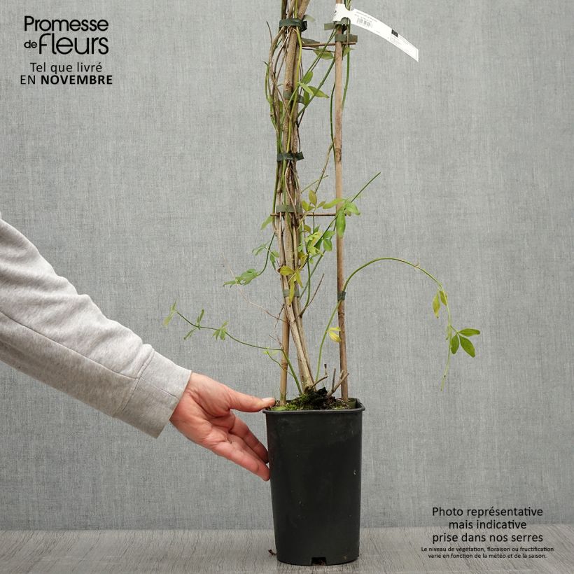 Esimerkki syksyllä toimitetusta Kevätjasmiini - Jasminum mesnyi 2 litran/3 litran ruukku-taimesta