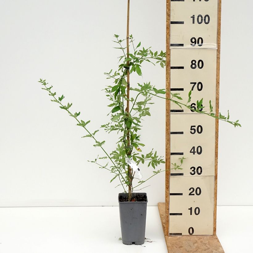 Esimerkki kesällä toimitetusta Kevätjasmiini - Jasminum mesnyi Pot de 2L/3L-taimesta