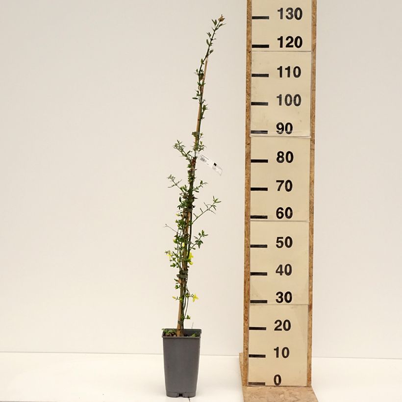 Esimerkki keväällä toimitetusta Jasmin primevère - Jasminum mesnyi Pot de 2L/3L-taimesta