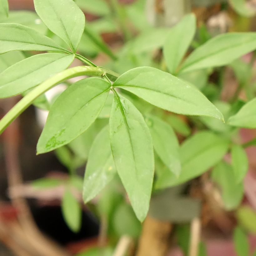Kevätjasmiini - Jasminum mesnyi (Lehvistö)