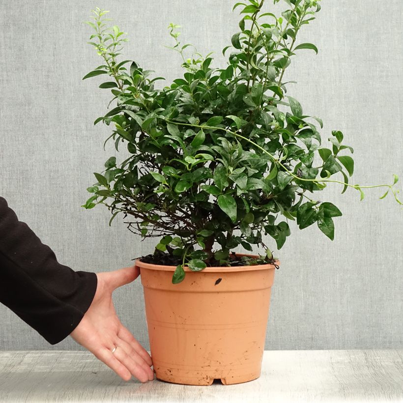 Esimerkki syksyllä toimitetusta Jasmiini - Jasminum multipartitum 2 litran/3 litran ruukku-taimesta
