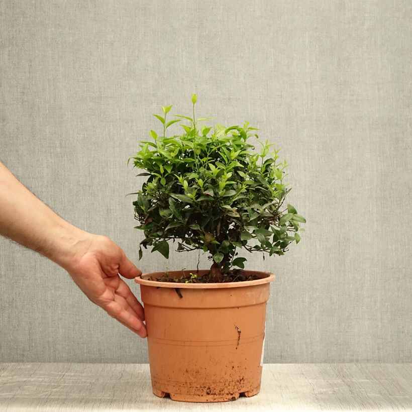 Esimerkki kesällä toimitetusta Jasmiini - Jasminum multipartitum Ruukku 2L / 3L-taimesta