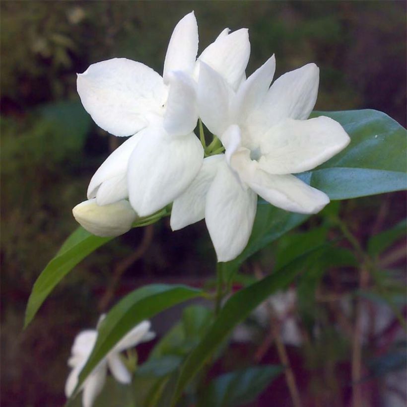 Arabianjasmiini - Jasminum sambac (Kukinta)