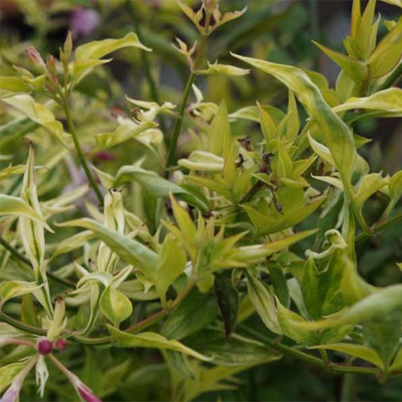 Jasmiini - Jasminum x stephanense (Lehvistö)