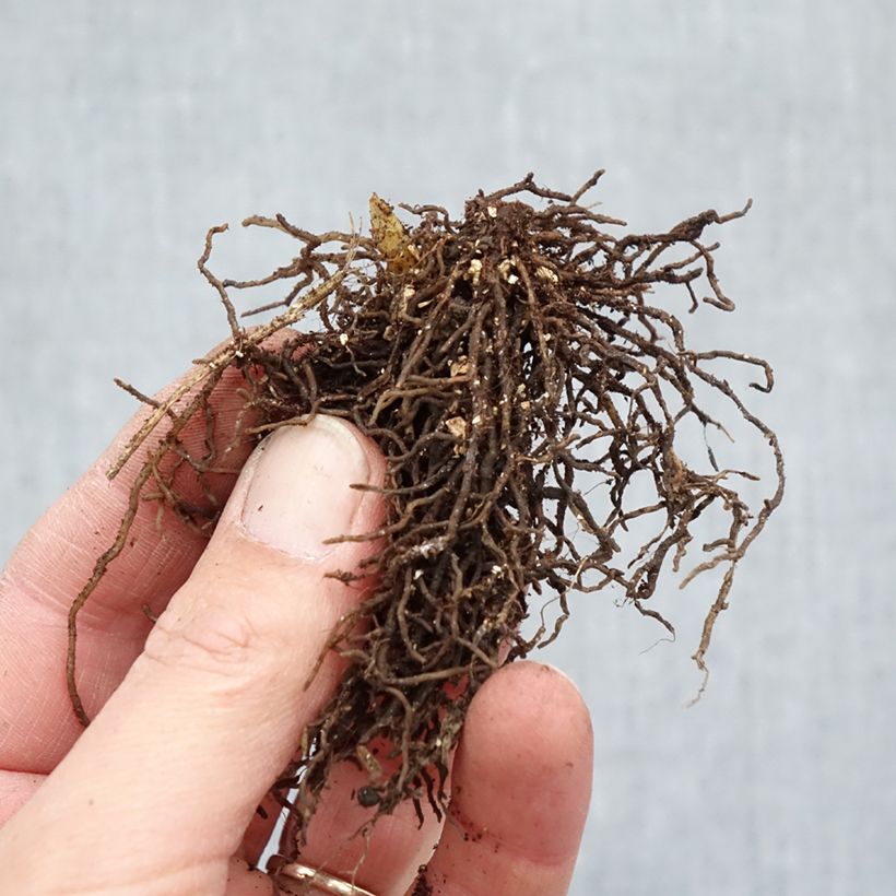 Esimerkki talvella toimitetusta Jeffersonia diphylla Paljasjuurinen-taimesta