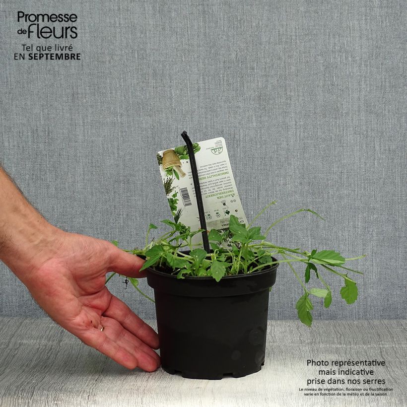 Esimerkki syksyllä toimitetusta Sormirypälekurkku - Gynostemma pentaphyllum 1,5 litran / 2 litran kannu-taimesta