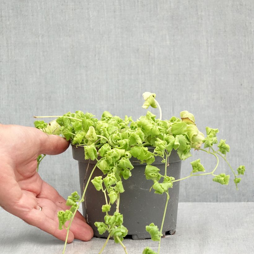 Esimerkki kesällä toimitetusta Sormirypälekurkku - Gynostemma pentaphyllum 1,5 litran / 2 litran kannu-taimesta