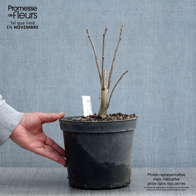 Esimerkki syksyllä toimitetusta Juglans nigra - Noyer noir Pot de 4L/5L-taimesta