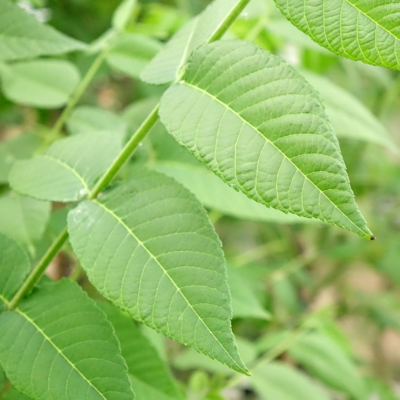 Mustajalopähkinä - Juglans nigra (Lehvistö)