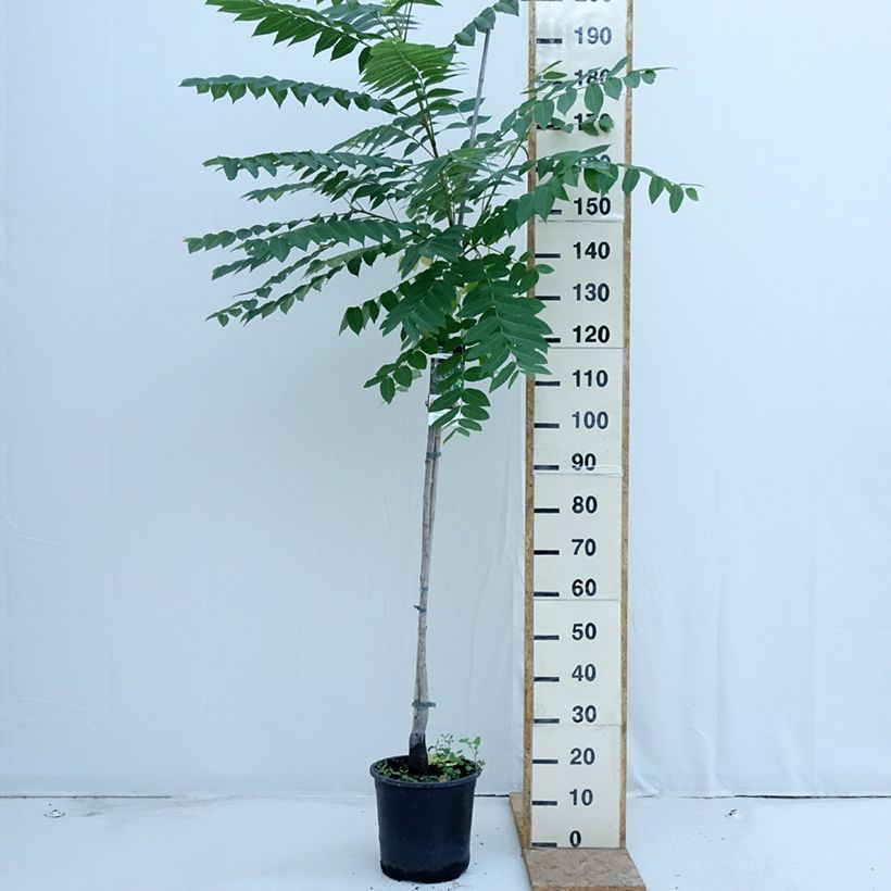 Esimerkki kesällä toimitetusta Mustajalopähkinä - Juglans nigra 7,5 litran / 10 litran ruukku-taimesta