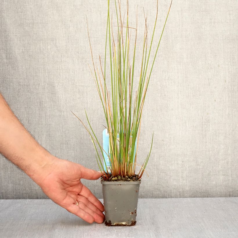 Esimerkki syksyllä toimitetusta Röyhyvihvilä - Juncus effusus 8/9 cm taimiruukku-taimesta
