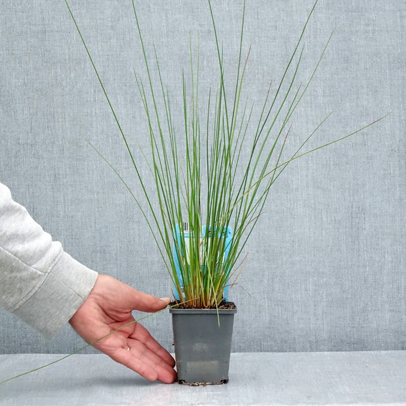 Esimerkki kesällä toimitetusta Röyhyvihvilä - Juncus effusus 8/9 cm taimiruukku-taimesta