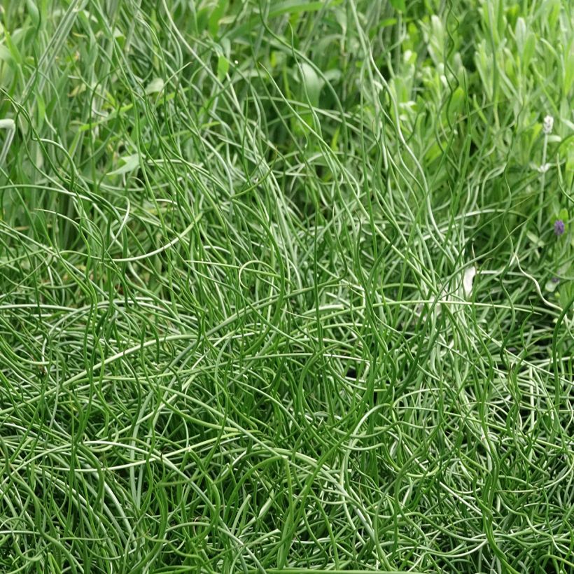 Röyhyvihvilä Spiralis (Kasvutapa)