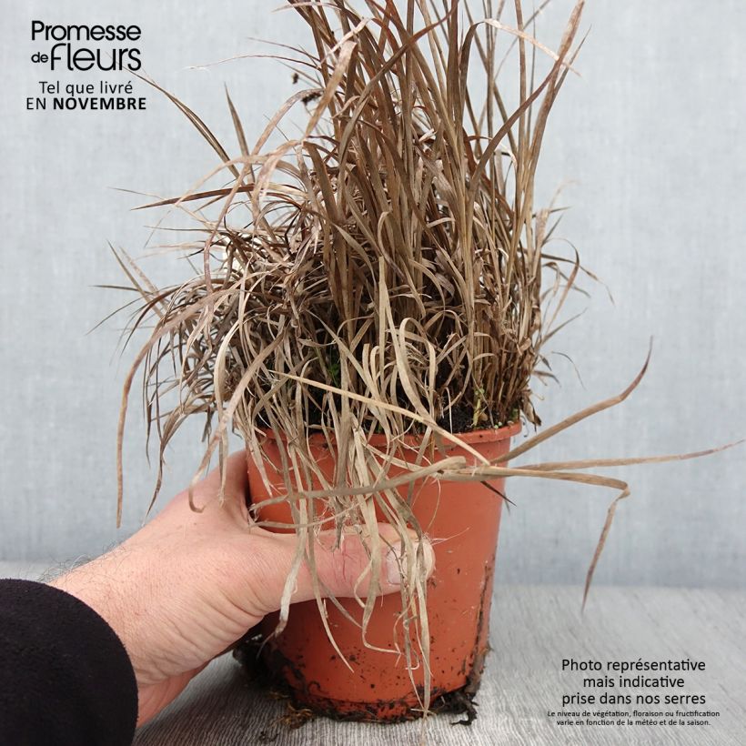 Esimerkki syksyllä toimitetusta Juncus ensifolius Pot de 1L/1,5L-taimesta