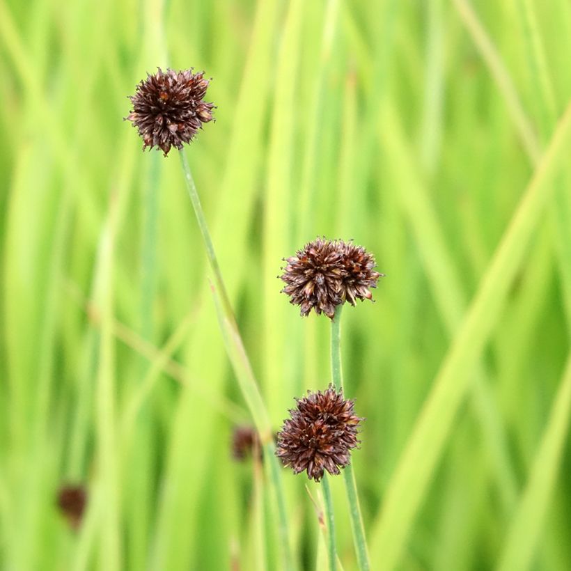 Miekkavihvilä - Juncus ensifolius (Kukinta)