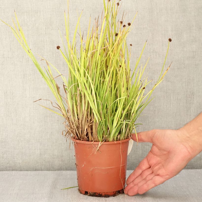 Esimerkki kesällä toimitetusta Miekkavihvilä - Juncus ensifolius Pot de 1L/1,5L-taimesta