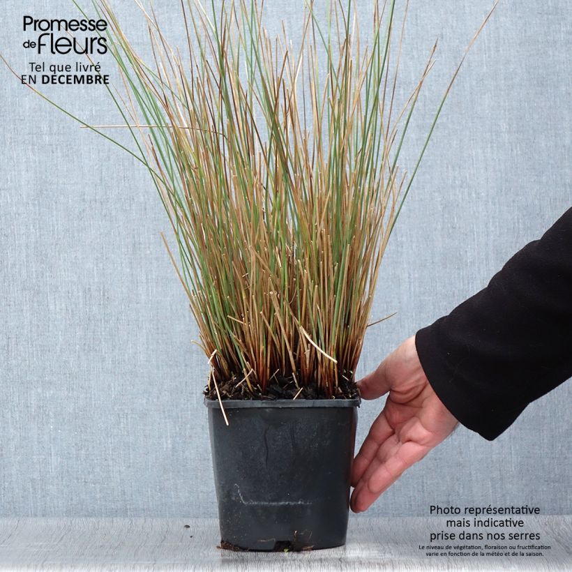Esimerkki syksyllä toimitetusta Juncus inflexus Blue Arrows - Jonc glauque Pot de 2L/3L-taimesta
