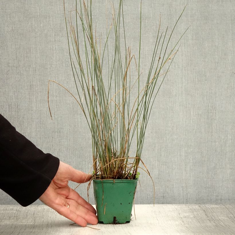 Esimerkki syksyllä toimitetusta Juncus inflexus Blue Dart - Jonc glauque Godet de 8/9 cm-taimesta
